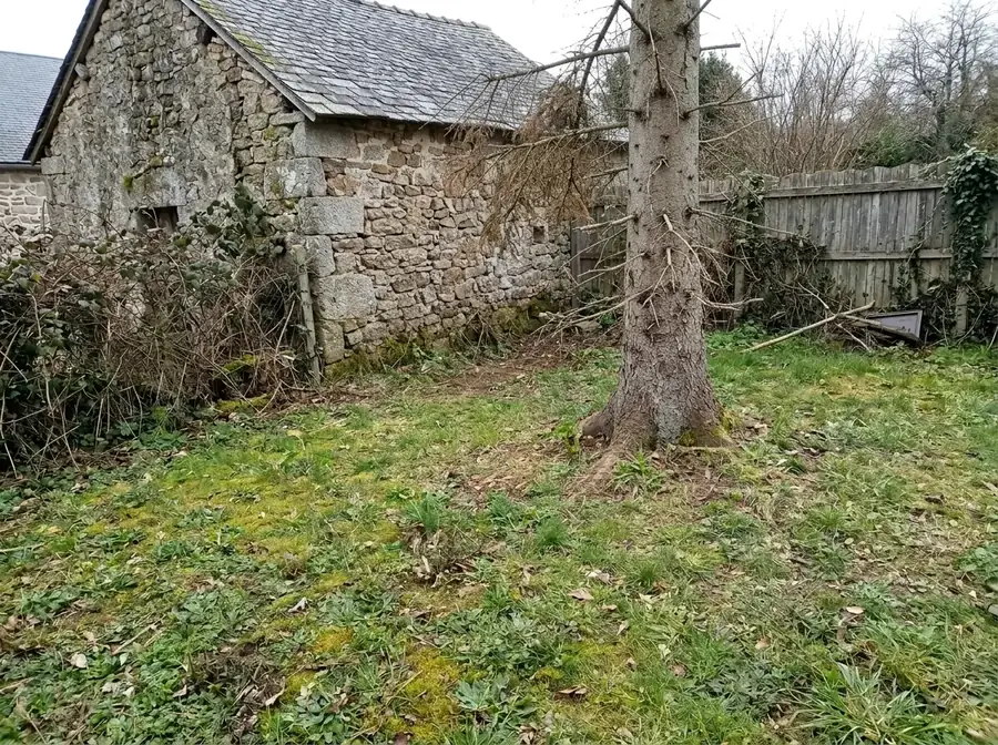 Abattage et dessouchage : avant les travaux