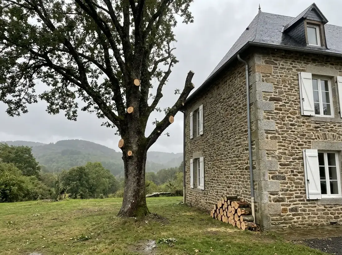 Elagage d’arbres : après les travaux