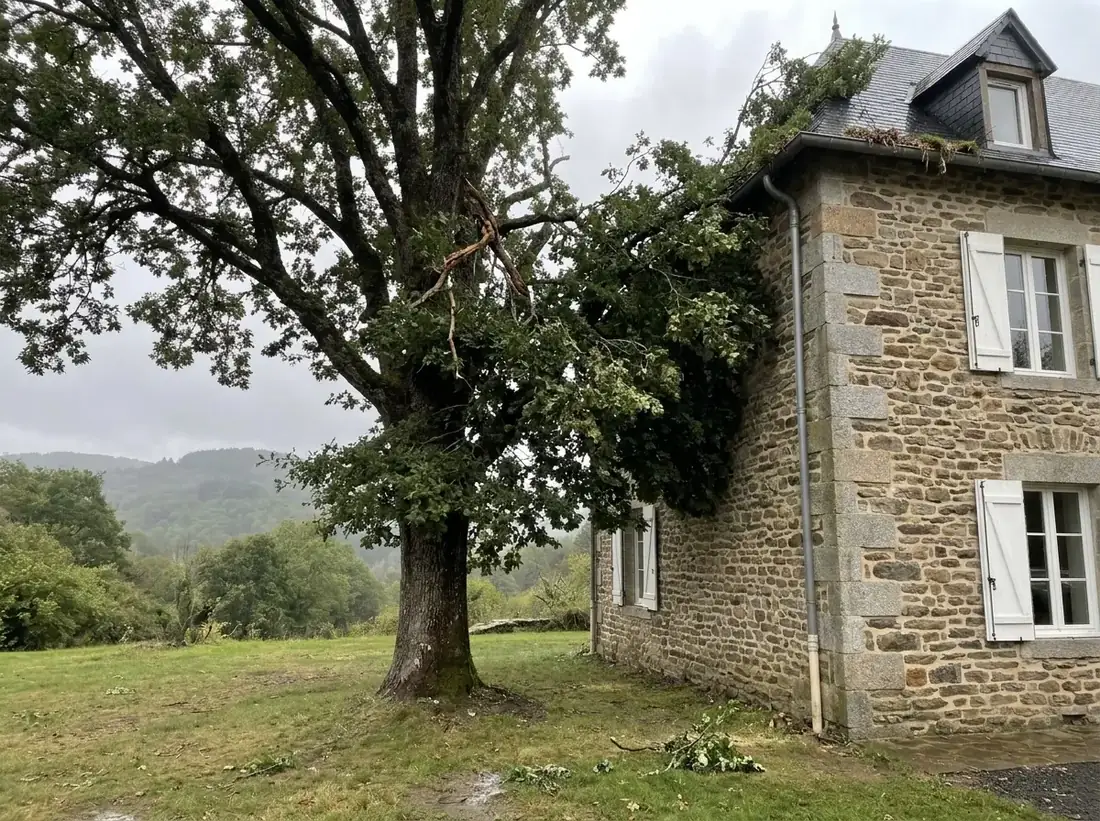 Elagage d’arbres : avant les travaux